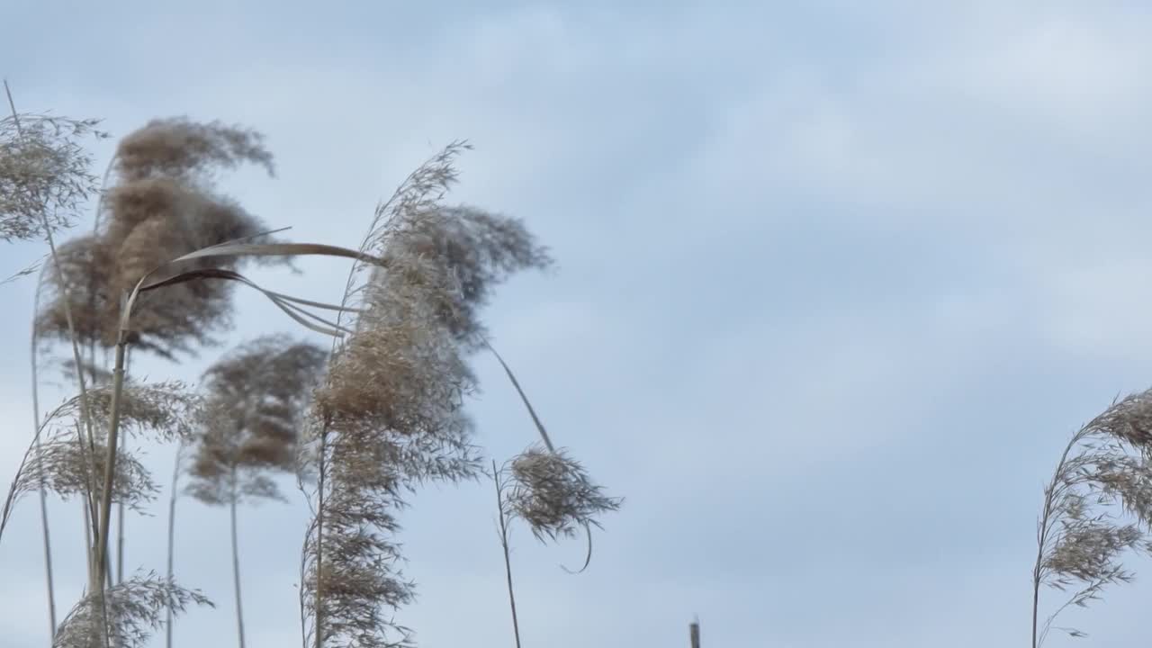 河边芦苇的干花序在风中摇曳。视频素材