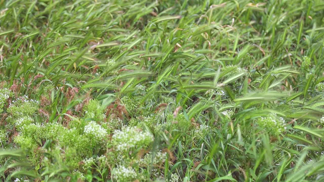 草原野草的穗在风中摇摆视频素材