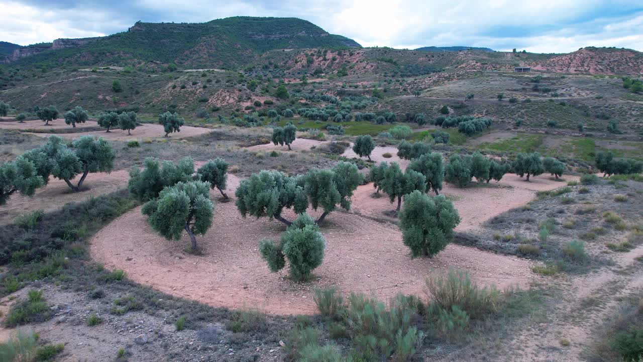 Albalate del Arzobispo的瓦尔多里亚Barranco de Valdoria附近的农作物和橄榄林景观。马丁地区低。前线。阿拉贡。西班牙。欧洲视频素材