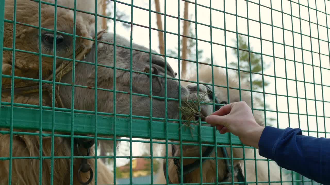 动物园的游客在网后用针叶树的树枝穿过栅栏喂骆驼。动物生活在囚禁的恶劣环境中视频素材