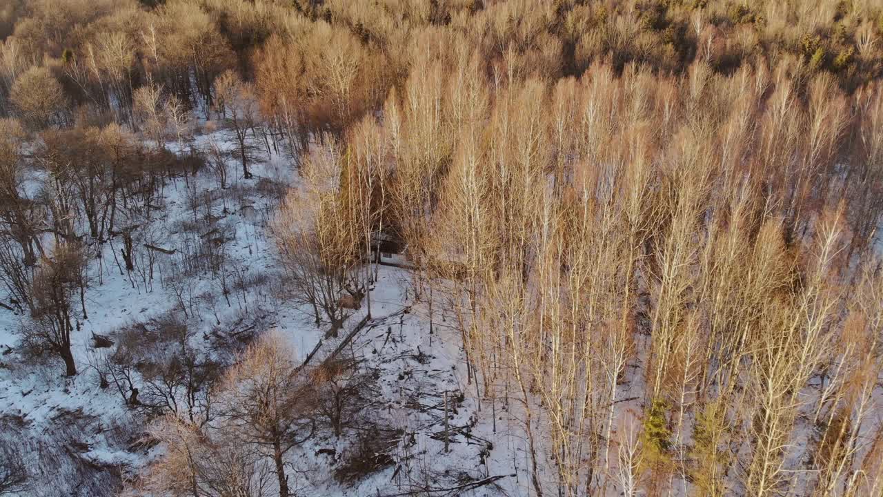 大雪纷飞的冬季森林景色覆盖着冷杉树视频素材