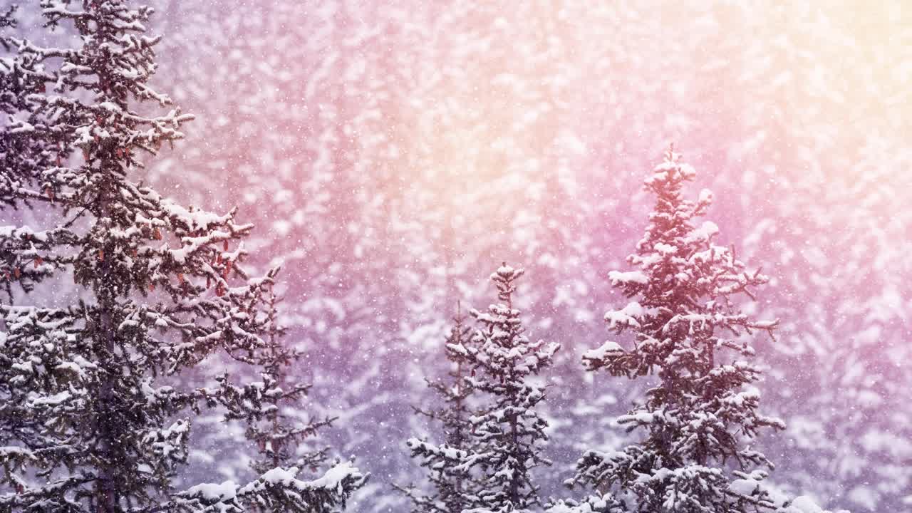 点点的光和雪花飘落在冬天的风景与树木视频素材