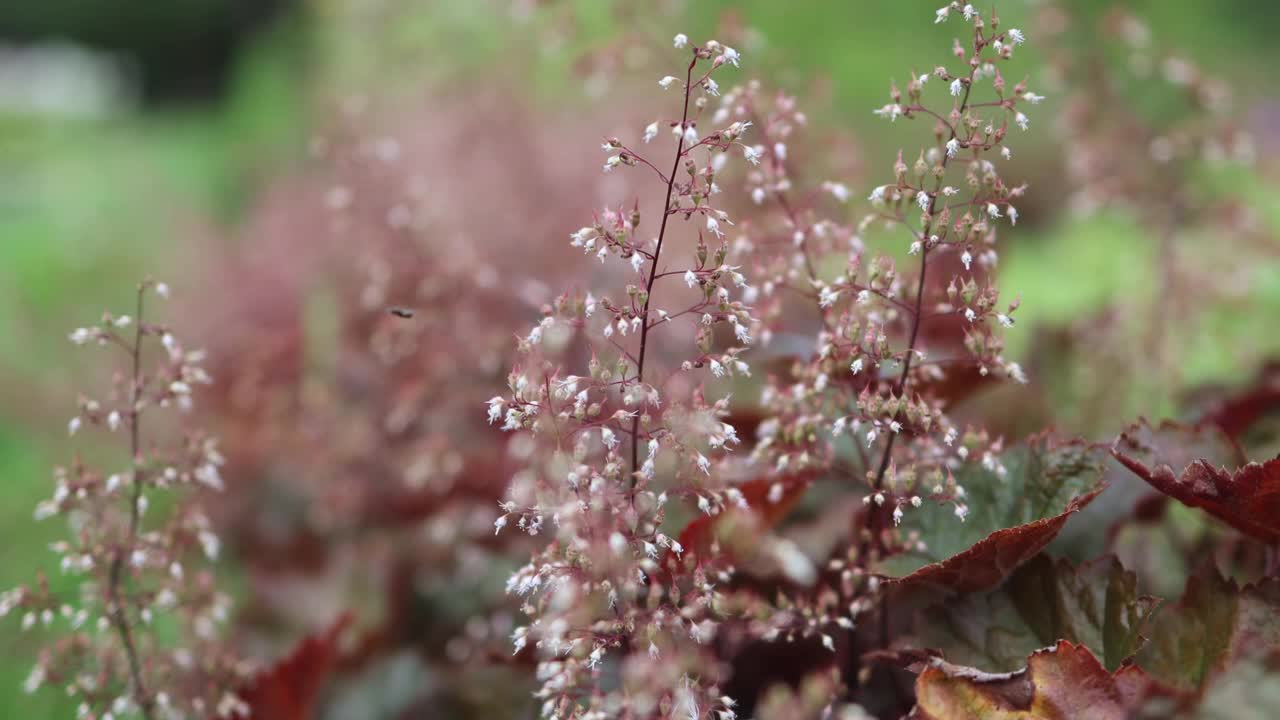 小白花，红褐色叶，秋冠状花序视频素材