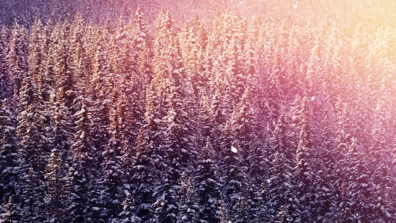 点点的光和雪花飘落在冬天的风景与树木视频素材