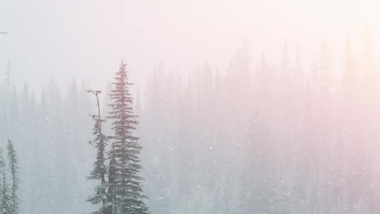 点点的光和雪花飘落在冬天的风景与树木视频素材