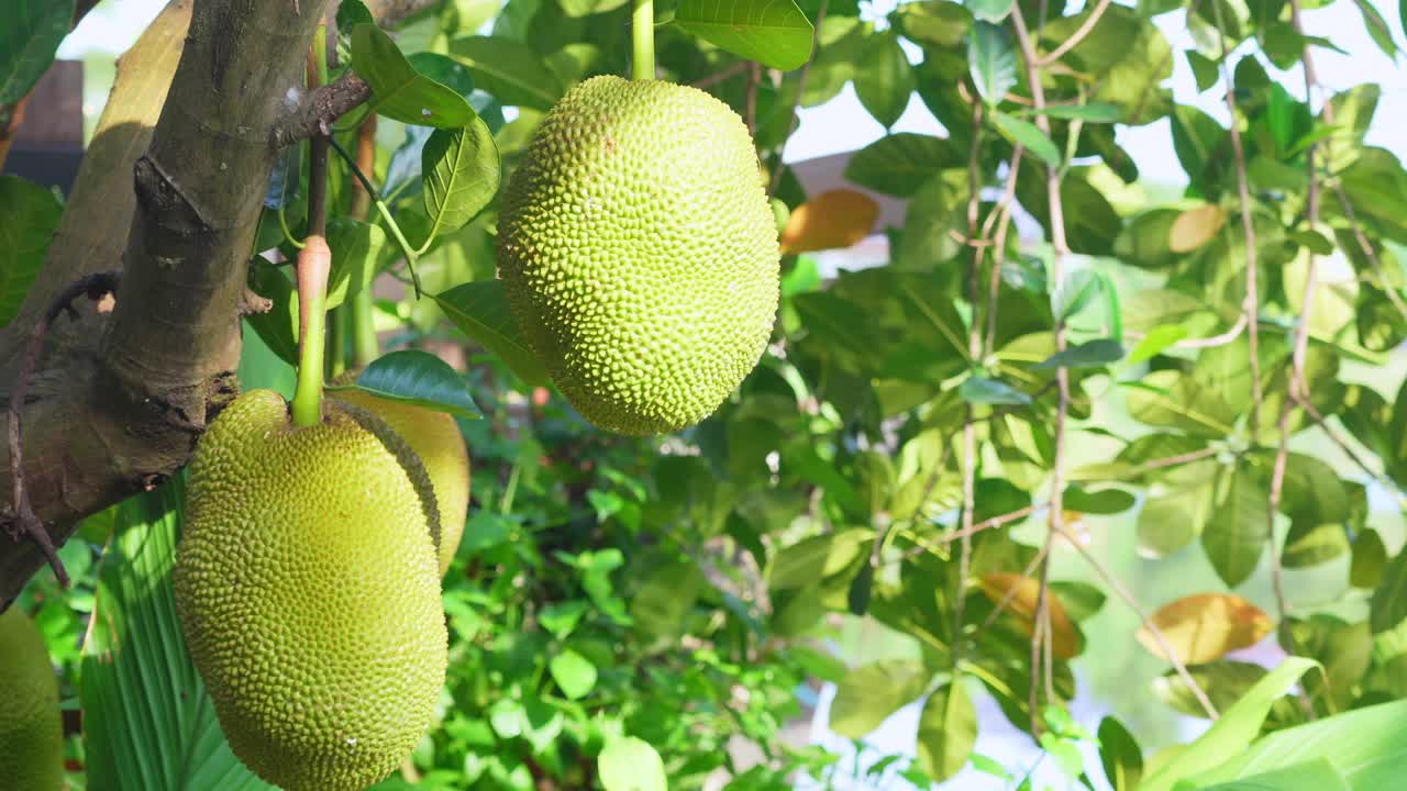 新鲜的菠萝蜜在花园的菠萝蜜树上。视频素材