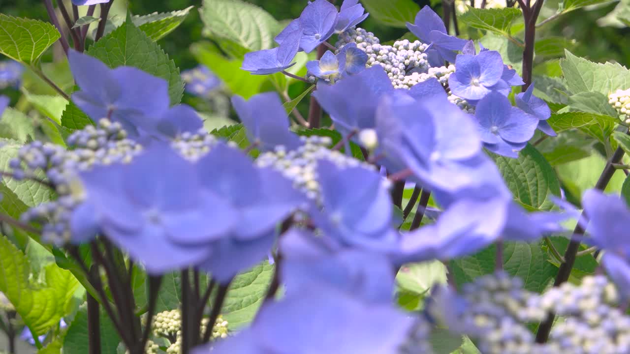 浅紫色绣球花。视频素材