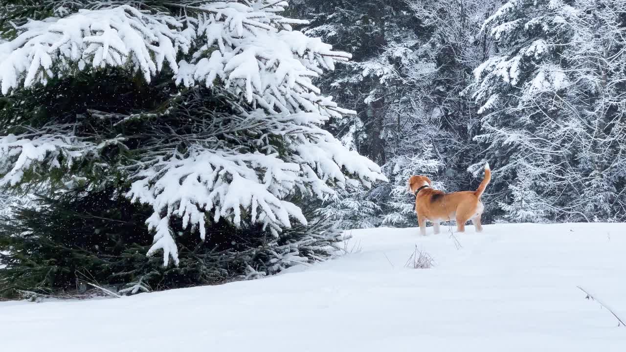 4K小猎犬在冰雪覆盖的云杉树周围的冬季森林里奔跑视频素材