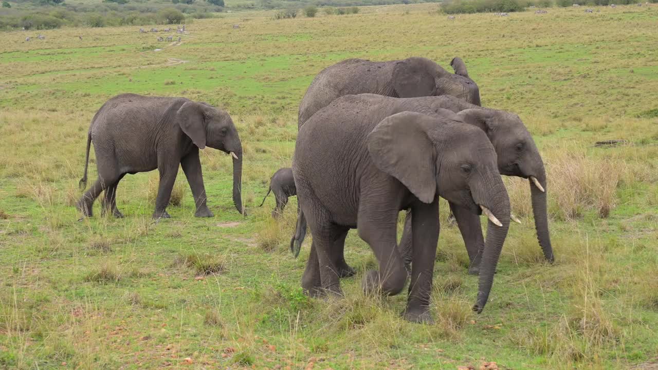 非洲象，非洲Loxodonta，马赛马拉国家保护区，肯尼亚，非洲视频素材