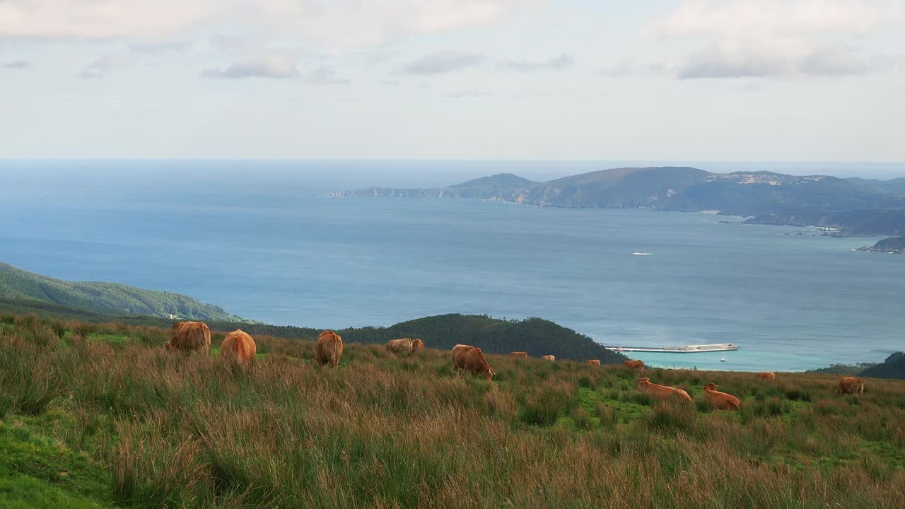 田园景观，在加利西亚山区海边的草地上吃草的牛群。视频素材