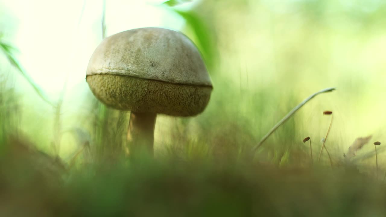 一个采蘑菇的人在森林里用刀切蘑菇。秋天采蘑菇。一个正在安静地狩猎的护林人。牛肝菌的手和帽子特写。下降。苔藓和菌丝体视频素材