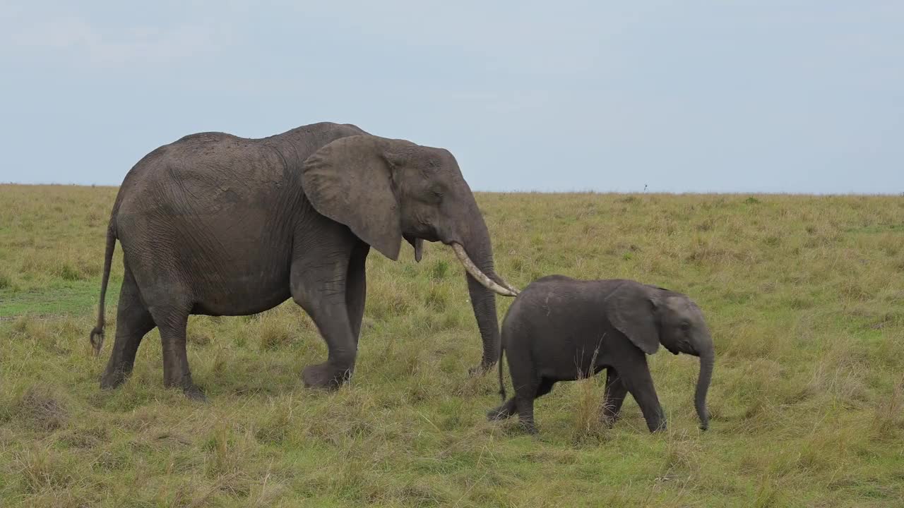 非洲象，非洲Loxodonta，马赛马拉国家保护区，肯尼亚，非洲视频素材