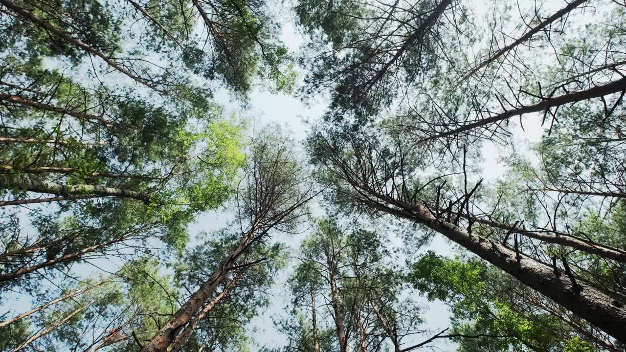 松树林从下面到天空，旋转相机拍摄视频素材