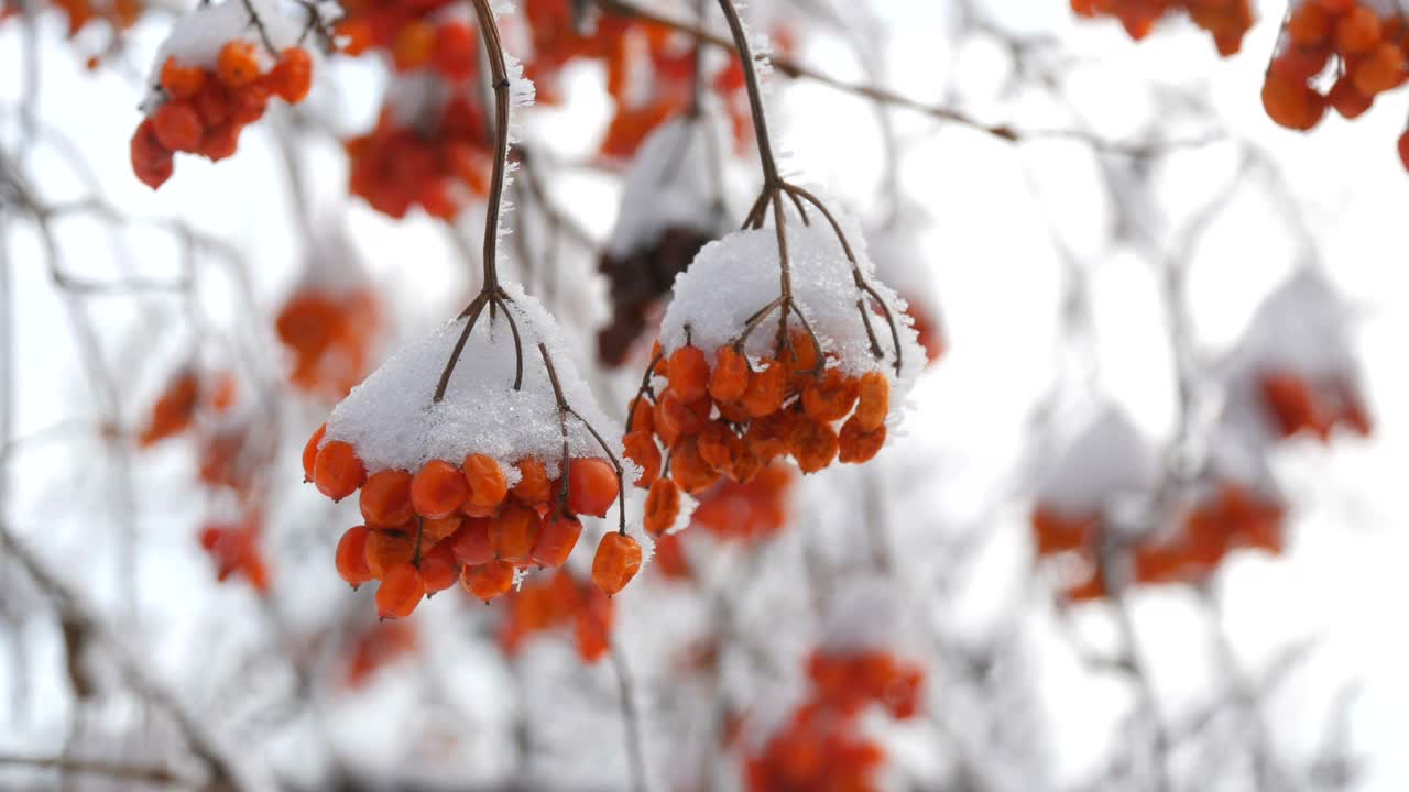 一束束成熟的红色荚蒾，在冬天被雪覆盖着视频素材