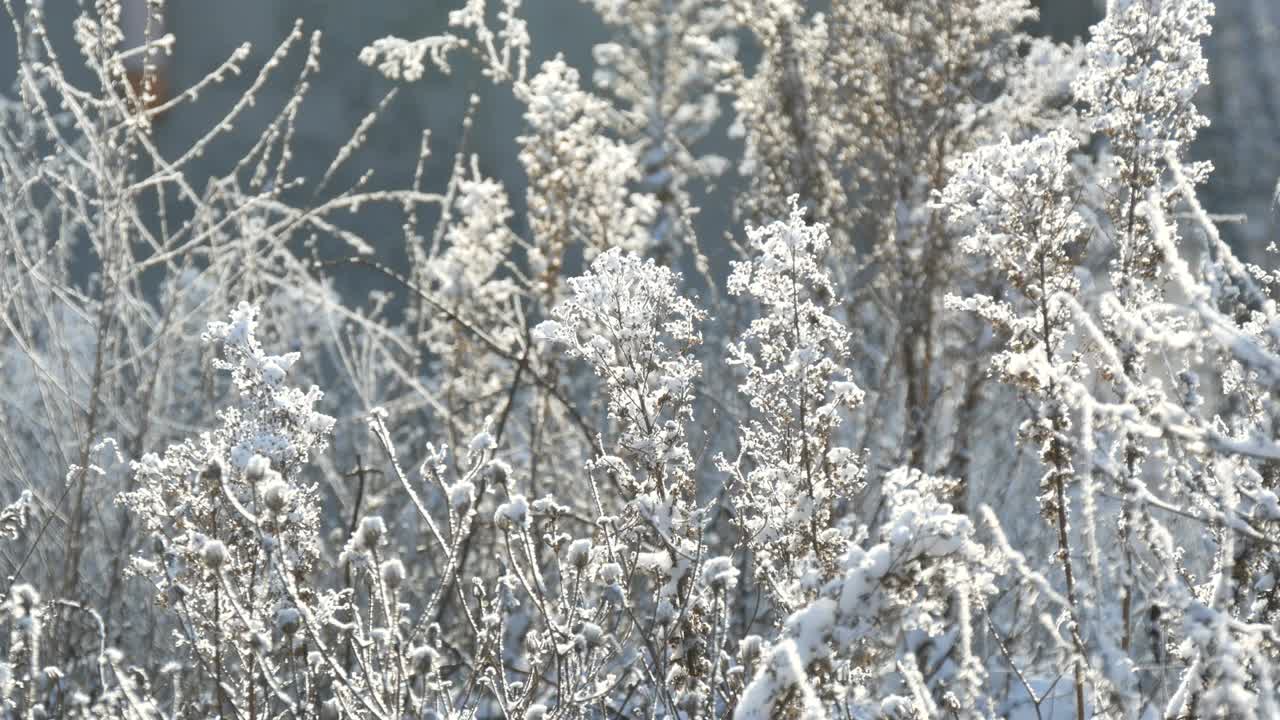 在寒冷的冬日，大雪覆盖着干枯的花朵，近景。冻结的田间植物的初霜视频素材