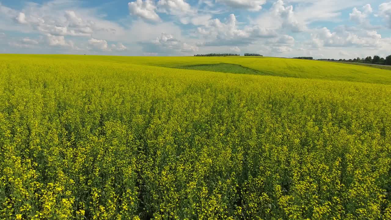 鸟瞰美丽的油菜籽田视频素材