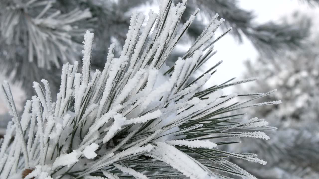 冬天的一天，公园里美丽茂盛的圣诞树树枝上挂满了雪花视频素材