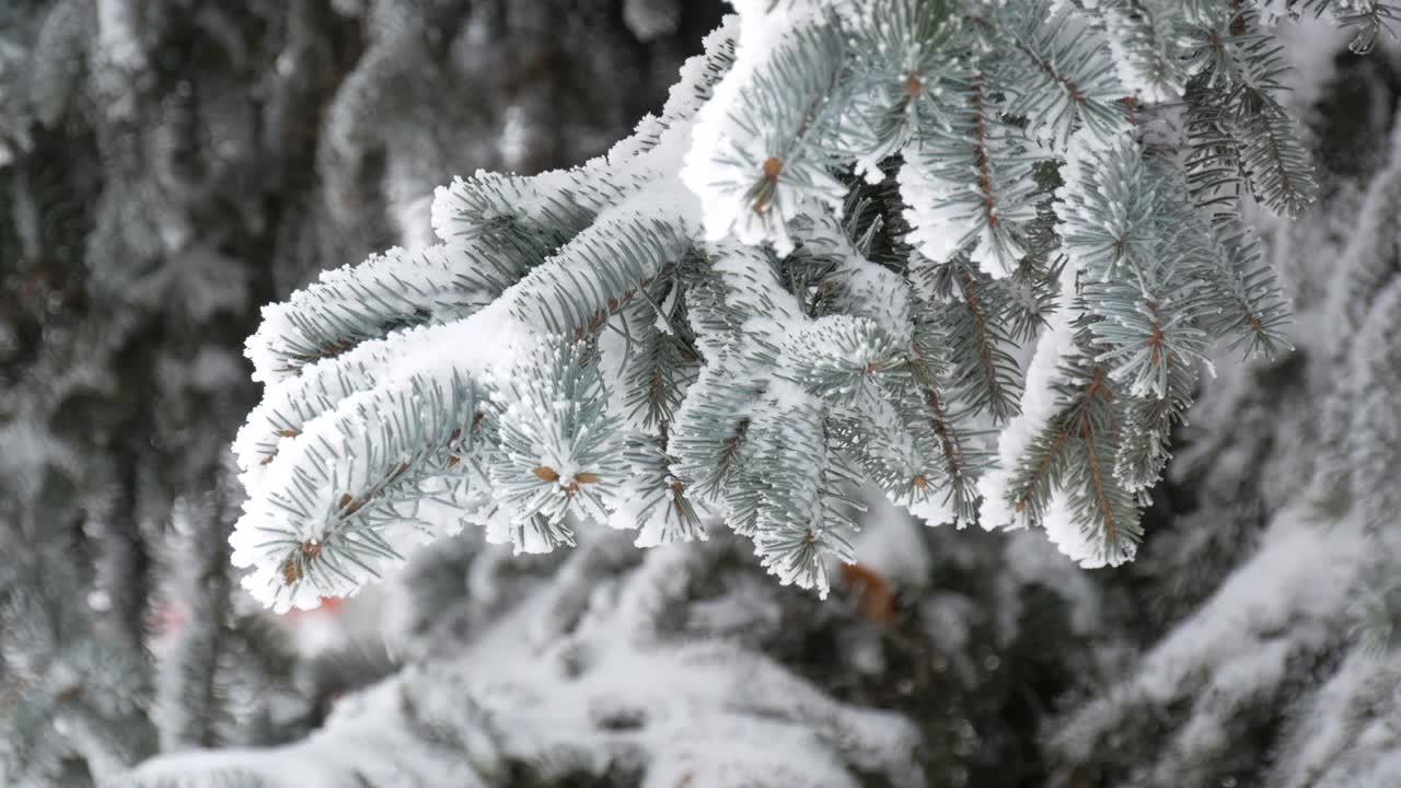 冬天的一天，公园里美丽茂盛的圣诞树树枝上挂满了雪花视频素材