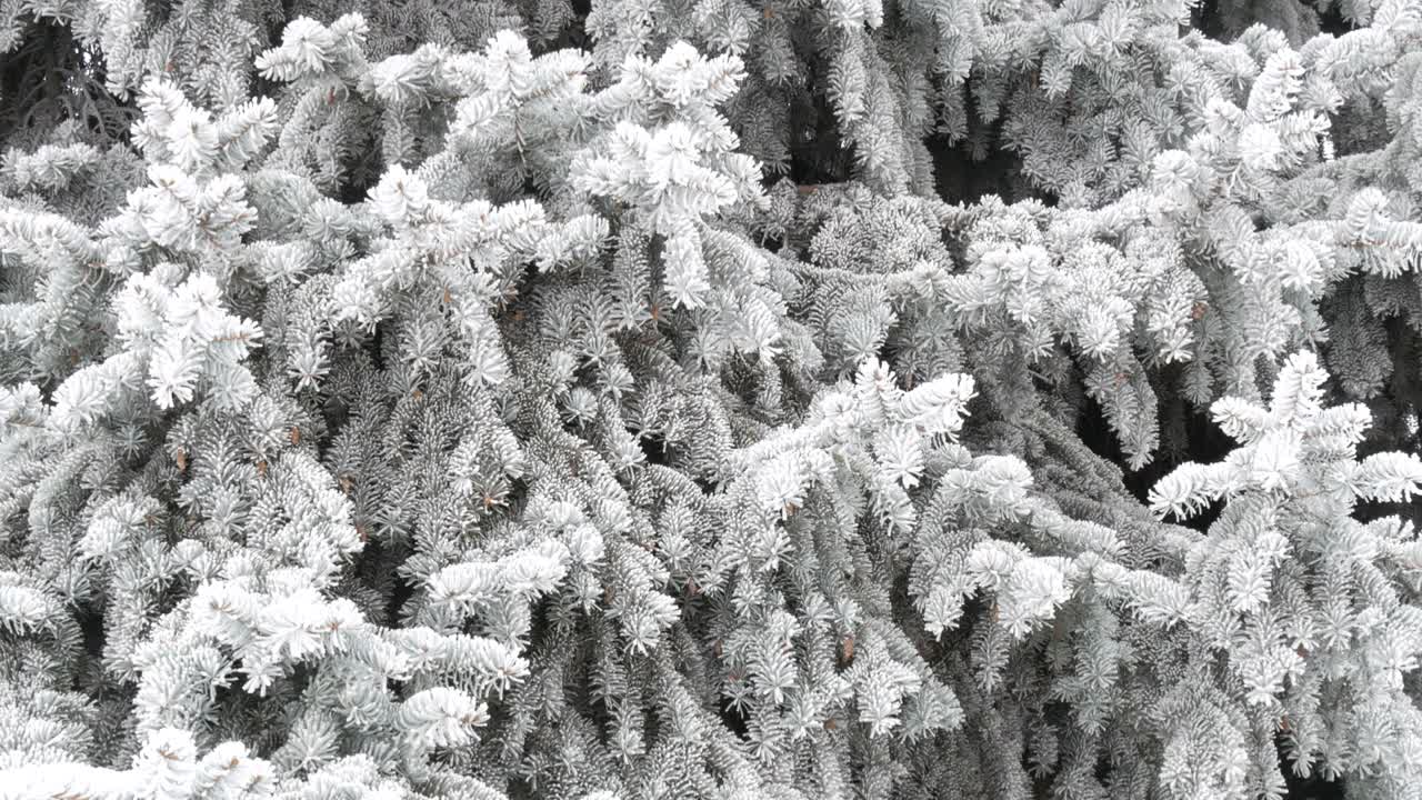 冬天的一天，公园里美丽茂盛的圣诞树树枝上挂满了雪花视频素材