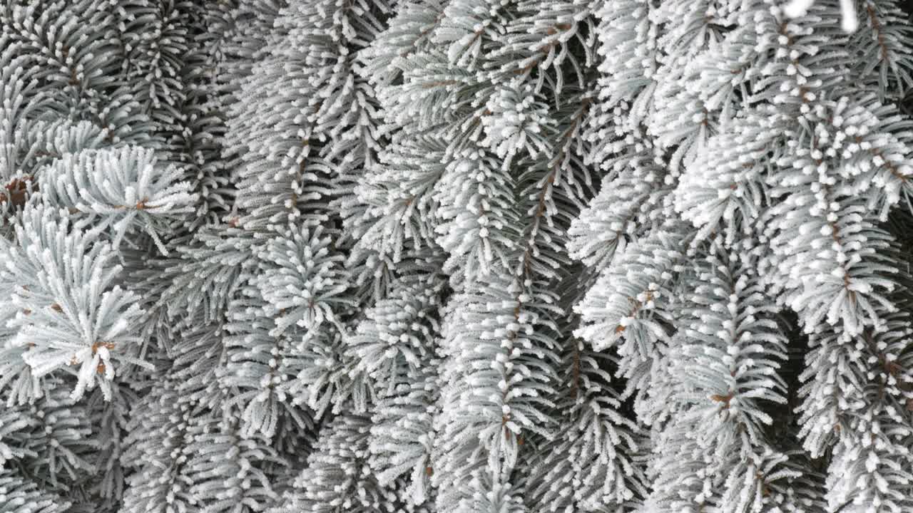 冬天的一天，公园里美丽茂盛的圣诞树树枝上挂满了雪花视频素材