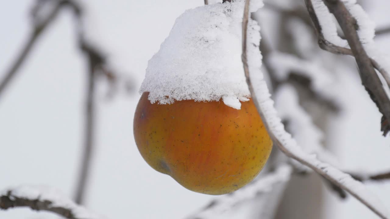 冬日里，在花园的近景里，盖着雪的熟透的黄苹果孤零零地挂在树枝上视频素材