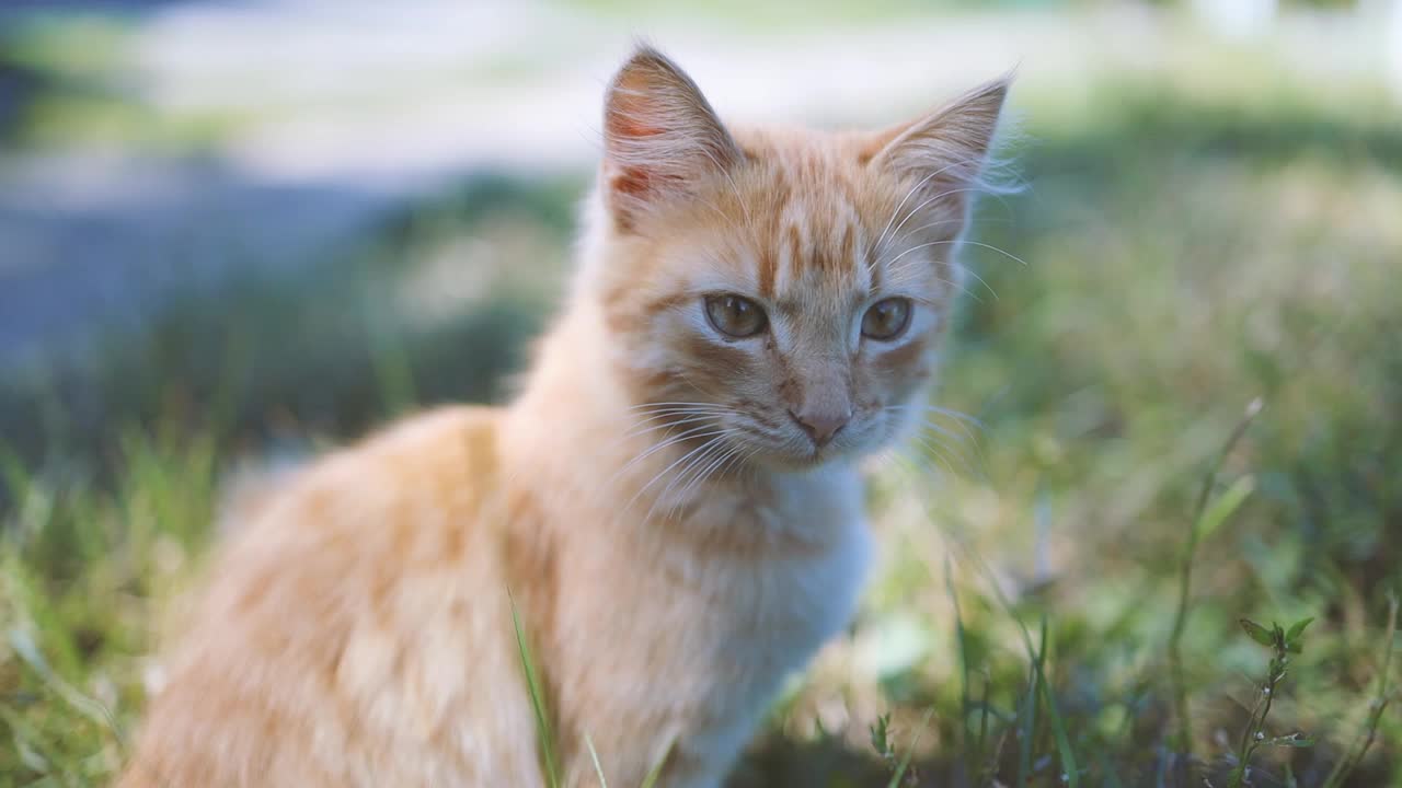 可爱的姜黄色毛茸茸的小猫，长着绿色的眼睛和蓝领圈，坐在花园里的草地上放松视频素材