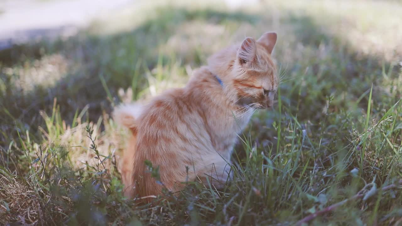 可爱的姜黄色毛茸茸的小猫，有着绿色的眼睛和蓝领的衣领，坐在阳光明媚的春天草地上放松。Tomcat看着摄像机视频素材