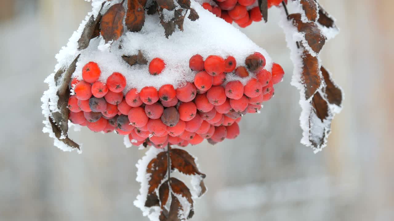 一束束红色成熟的山灰或花楸Quicken树花楸在冬天被雪覆盖视频素材