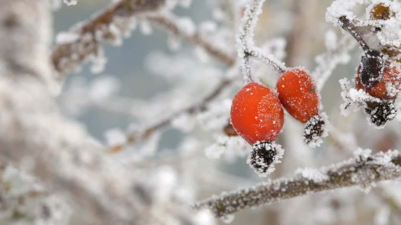 冬天，红玫瑰的果实上覆盖着霜雪视频素材