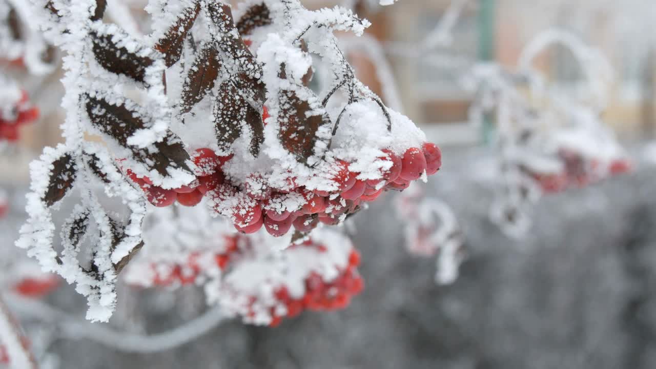 一束束红色成熟的山灰或花楸Quicken树花楸在冬天被雪覆盖视频素材