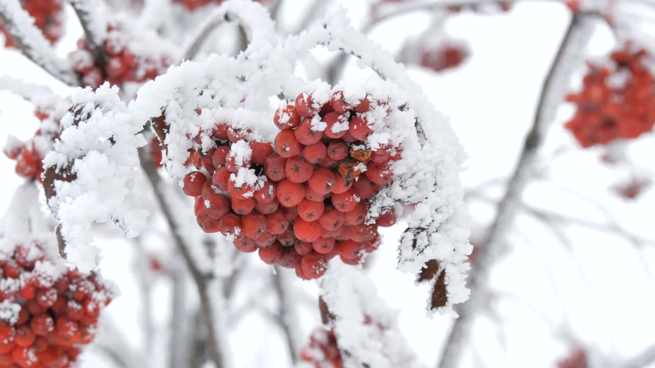 一束束红色成熟的山灰或花楸Quicken树花楸在冬天被雪覆盖视频素材