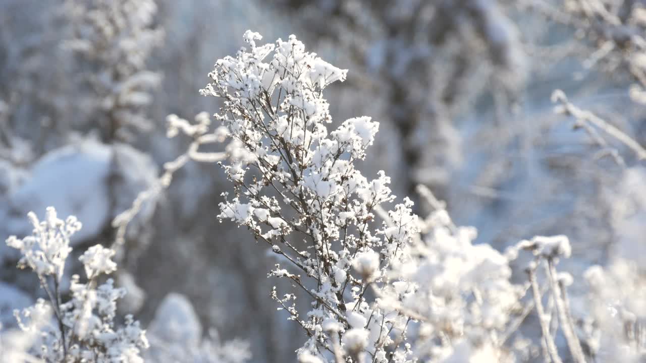 在寒冷的冬日，大雪覆盖着干枯的花朵，近景。冻结的田间植物的初霜视频素材