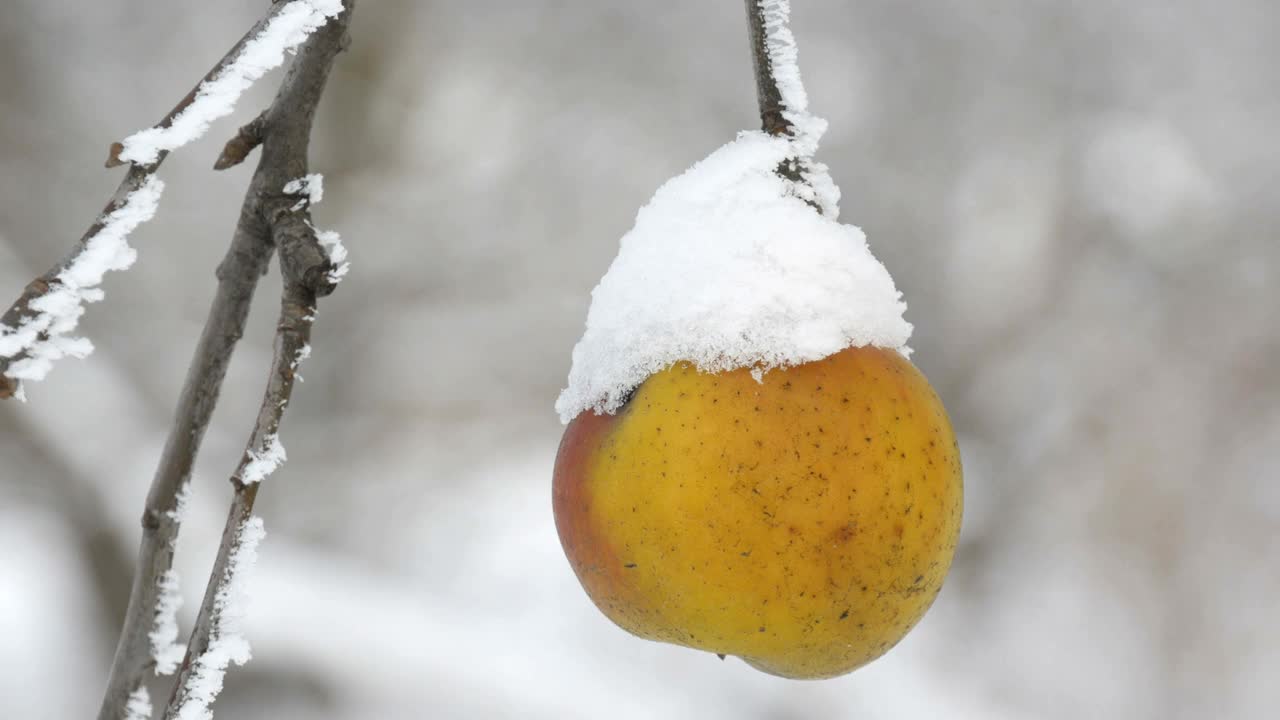 冬日里，在花园的近景里，盖着雪的熟透的黄苹果孤零零地挂在树枝上视频素材