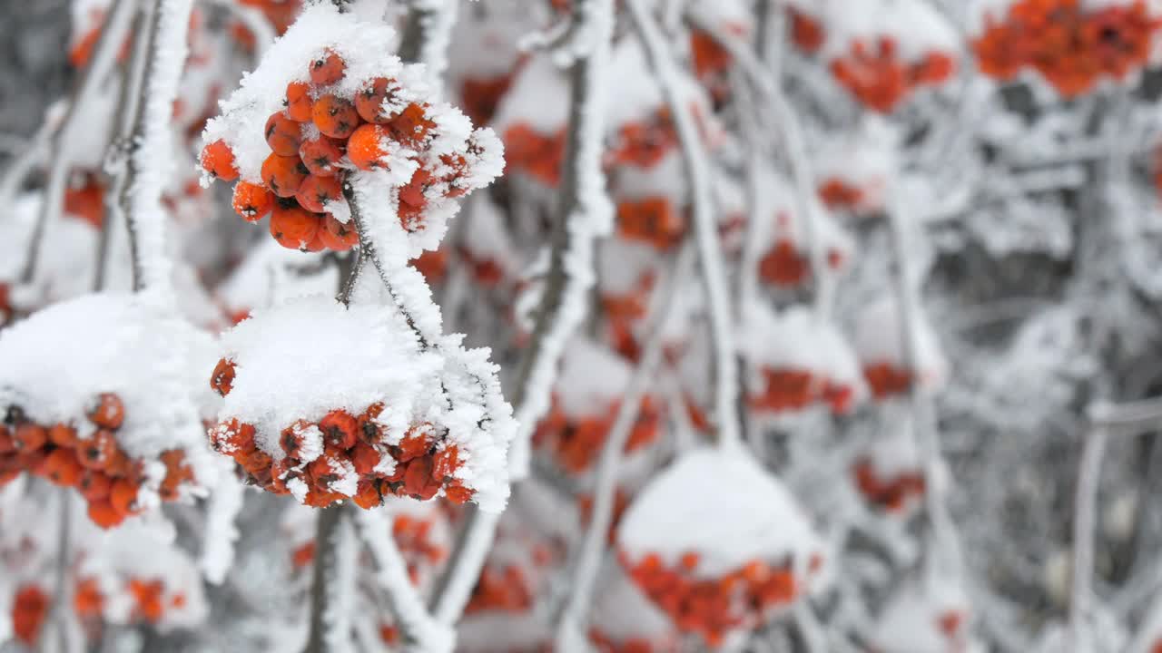 一束束红色成熟的山灰或花楸Quicken树花楸在冬天被雪覆盖视频素材