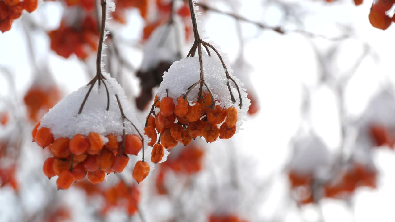 一束束成熟的红色荚蒾，在冬天被雪覆盖着视频素材