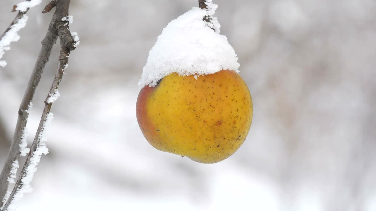 冬日里，在花园的近景里，盖着雪的熟透的黄苹果孤零零地挂在树枝上视频素材