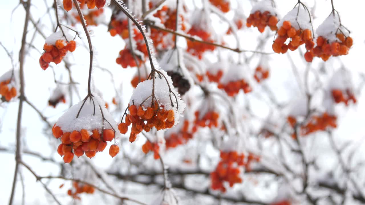 一束束成熟的红色荚蒾，在冬天被雪覆盖着视频素材