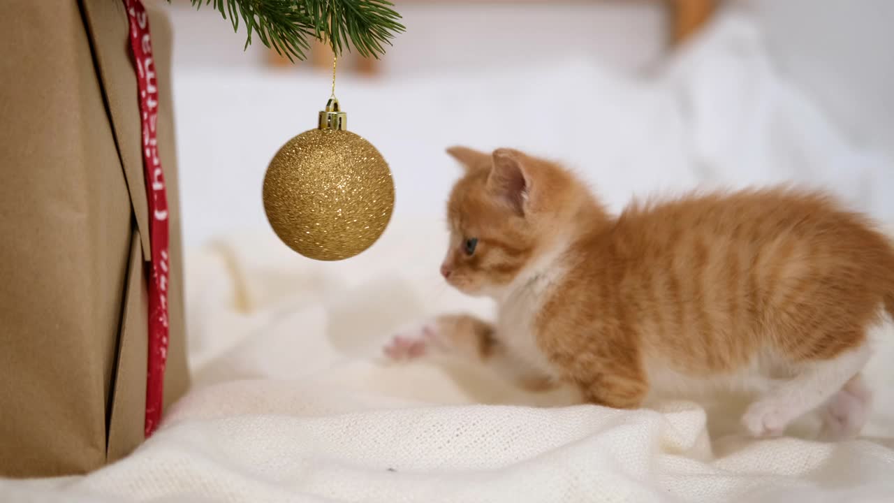 圣诞小的猫。好奇的条纹橙姜猫玩圣诞球。小猫试图弄坏圣诞树，把它弄掉了。有趣的情况视频素材