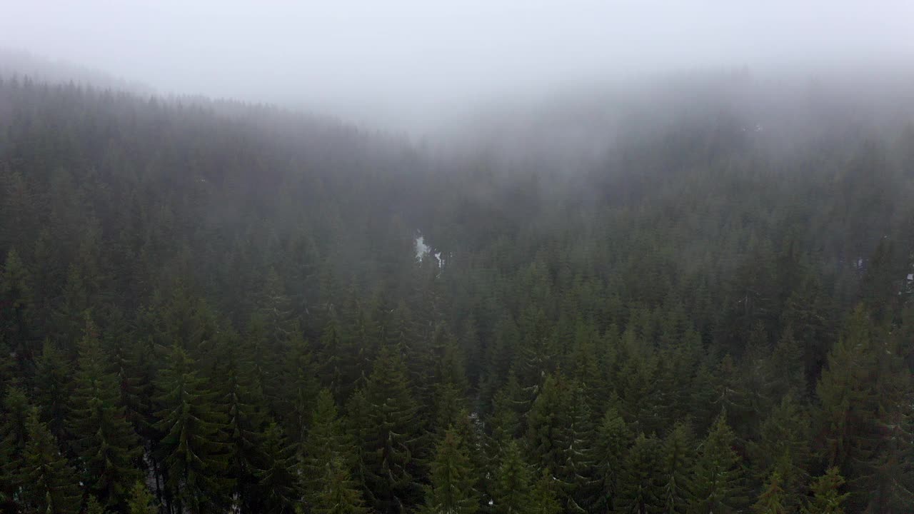 航拍:冬季森林中绿色树木生长的风景，无人机在雾中飞行-埃尔福特，德国视频素材