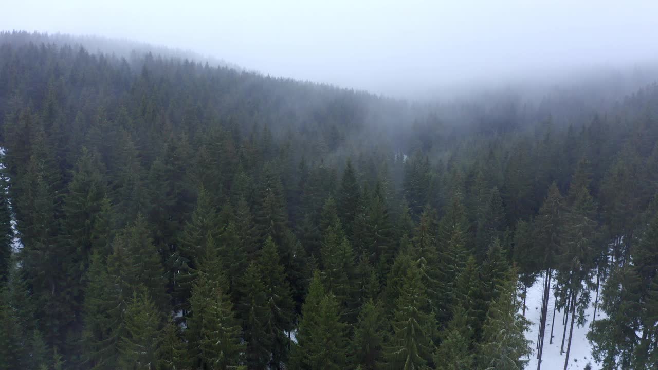 航拍:在雾天白雪覆盖的森林中绿色树木的美丽镜头-埃尔福特，德国视频素材