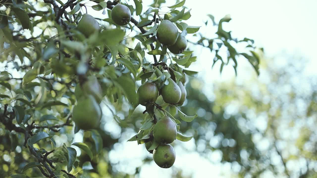 漂亮的、新鲜的、成熟多汁的梨挂在果园的树枝上，作为食物或梨汁。视频素材