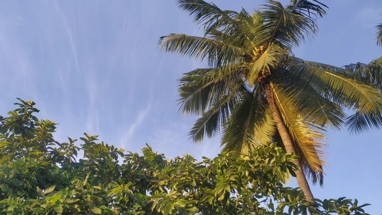 绿色植物和美丽的自然景色视频素材