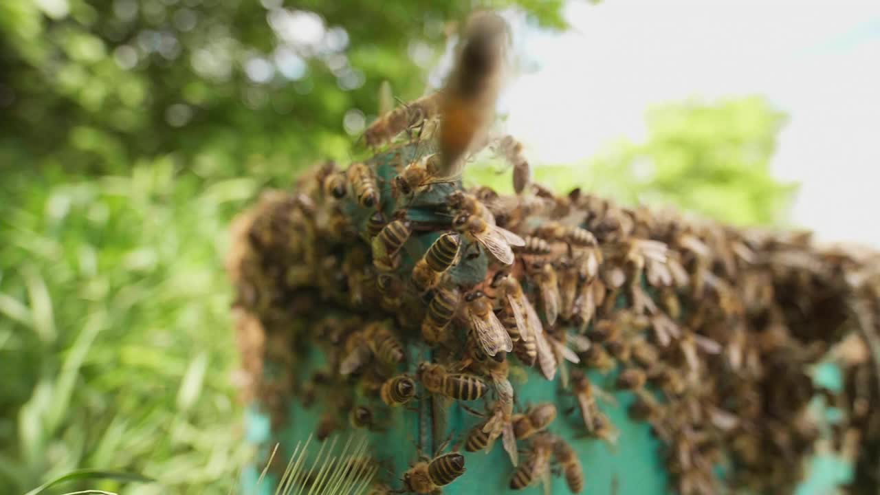 在阳光明媚的日子里，蜜蜂把蜂蜜带回蜂巢。养蜂视频下载