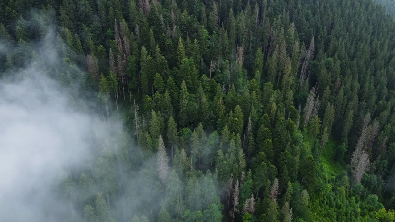 阳光灿烂的魔法森林与云彩鸟瞰图。强大的树木和春天的色彩。森林里壮丽的日出，山上的薄雾。无人机拍摄云杉针叶树的顶端，大自然在4K视频素材