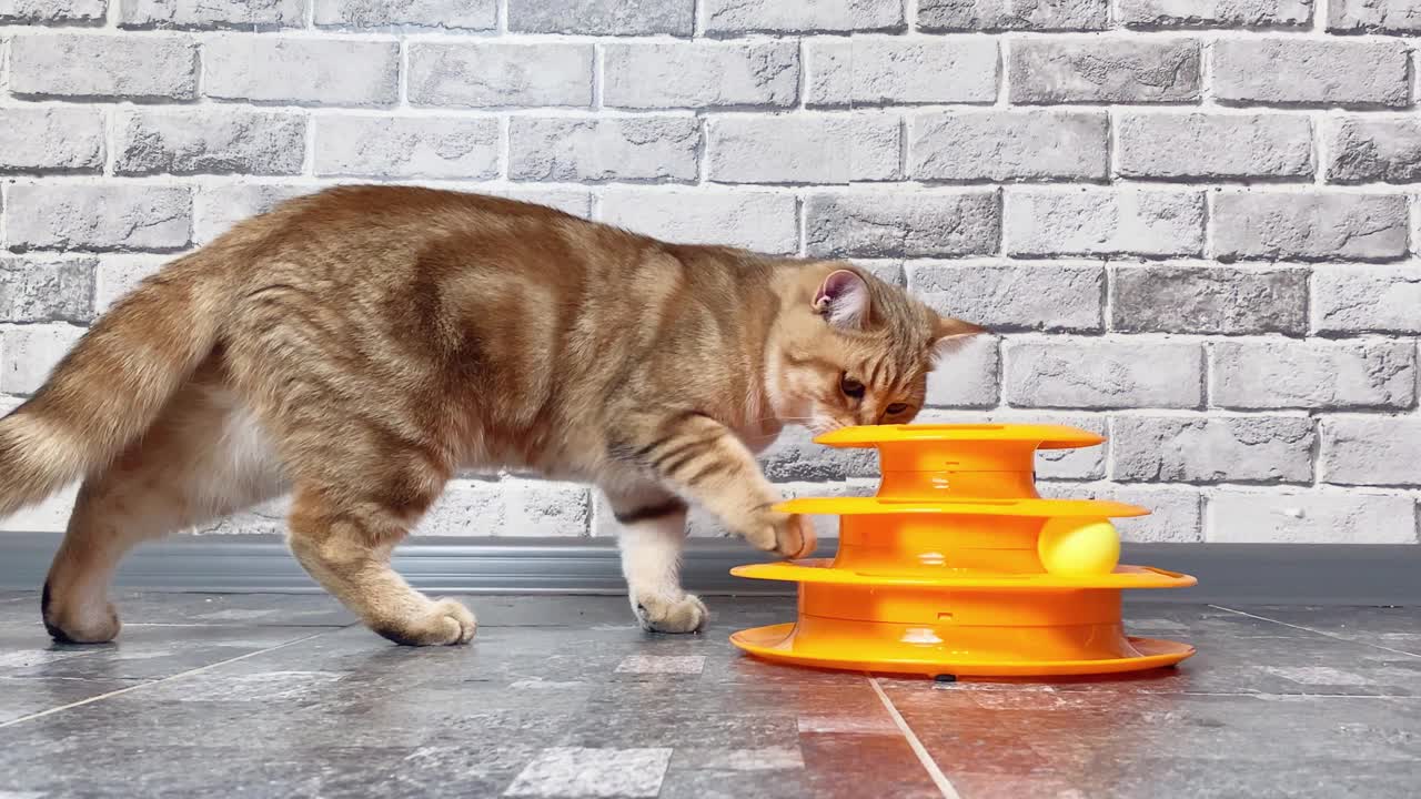 姜条纹猫玩猫玩具。猫抓球。可爱的宠物视频素材