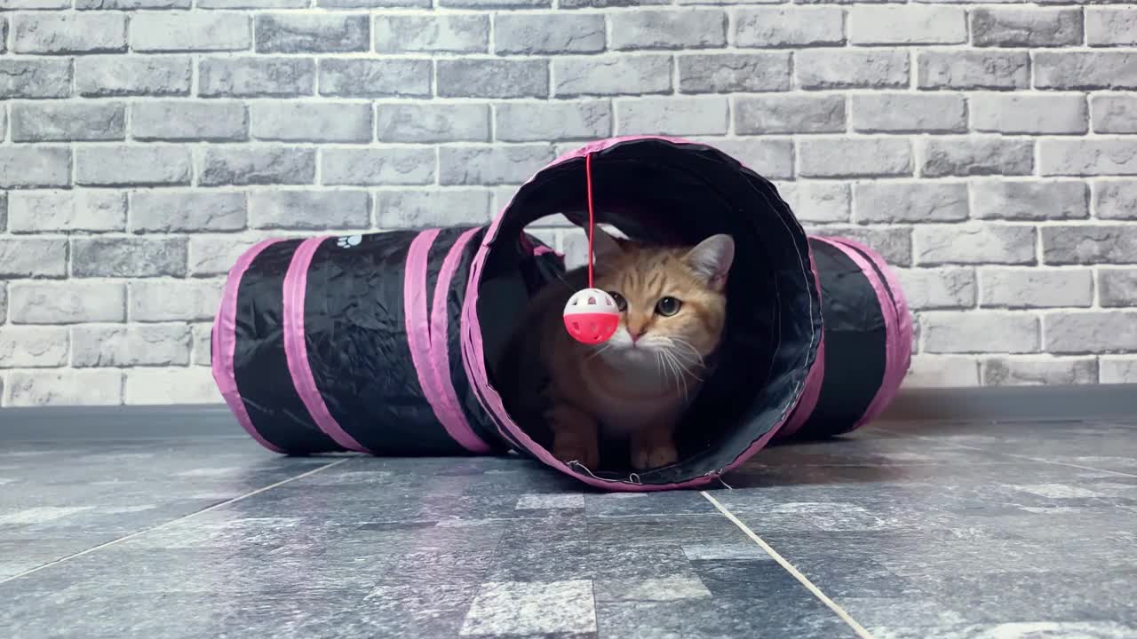 姜条纹猫玩猫玩具。猫迷宫视频素材