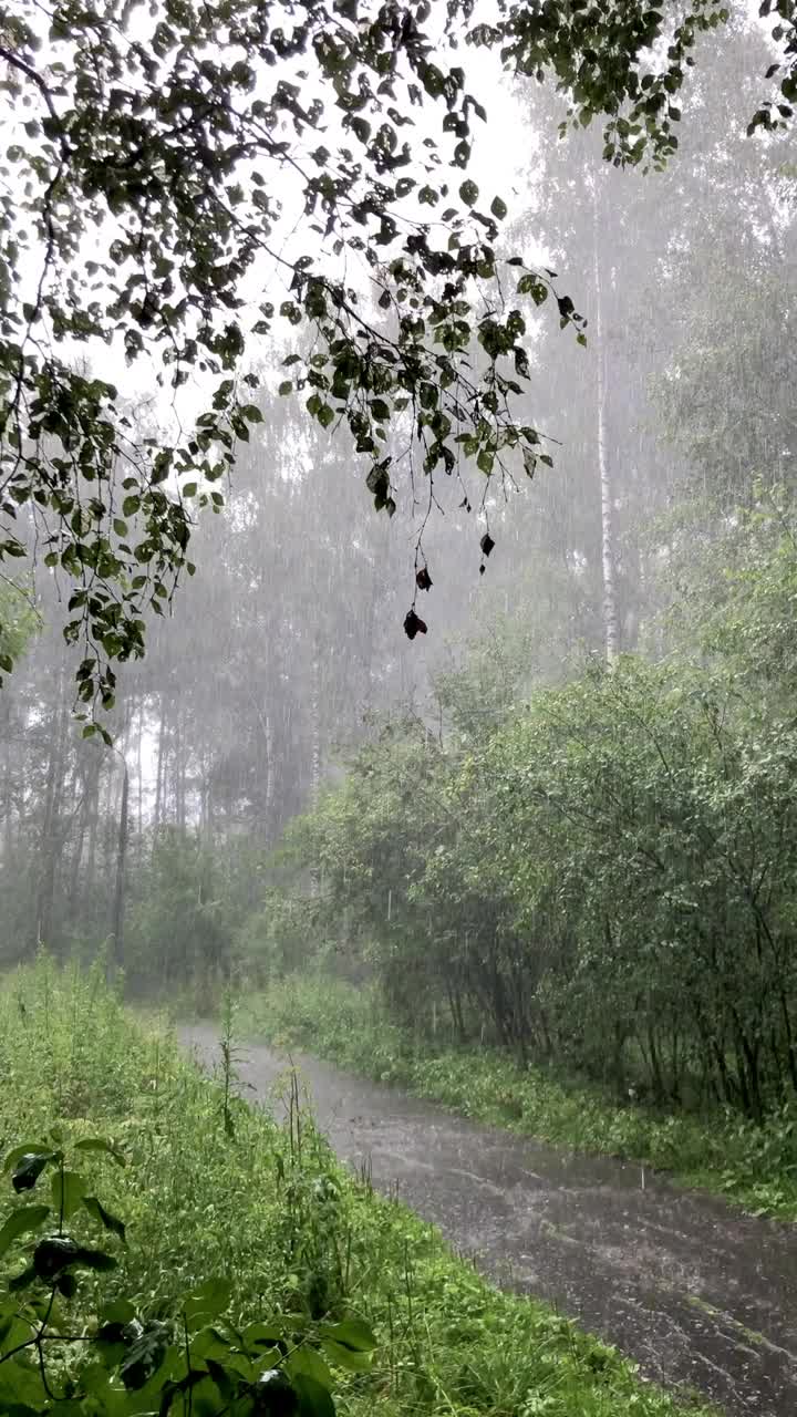 在夏日的倾盆大雨在森林里视频素材