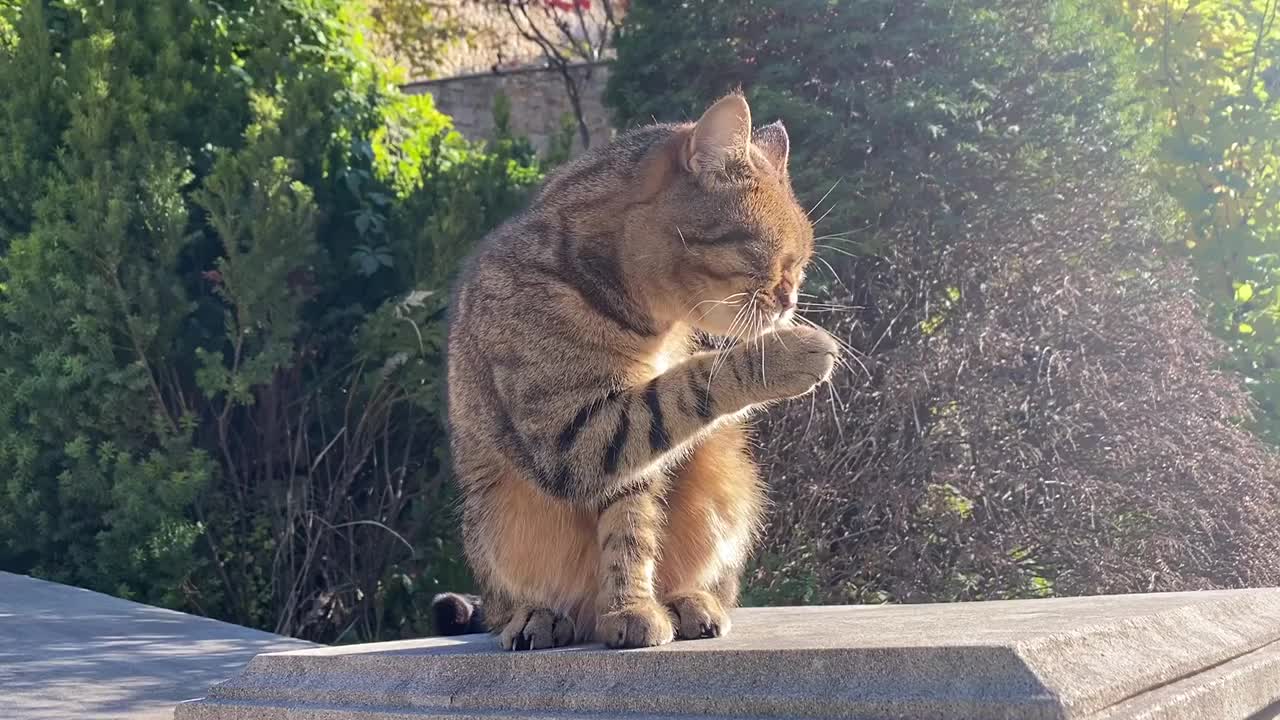 毛茸茸的可爱的猫坐在花园里洗爪子。灰色虎斑猫。视频素材