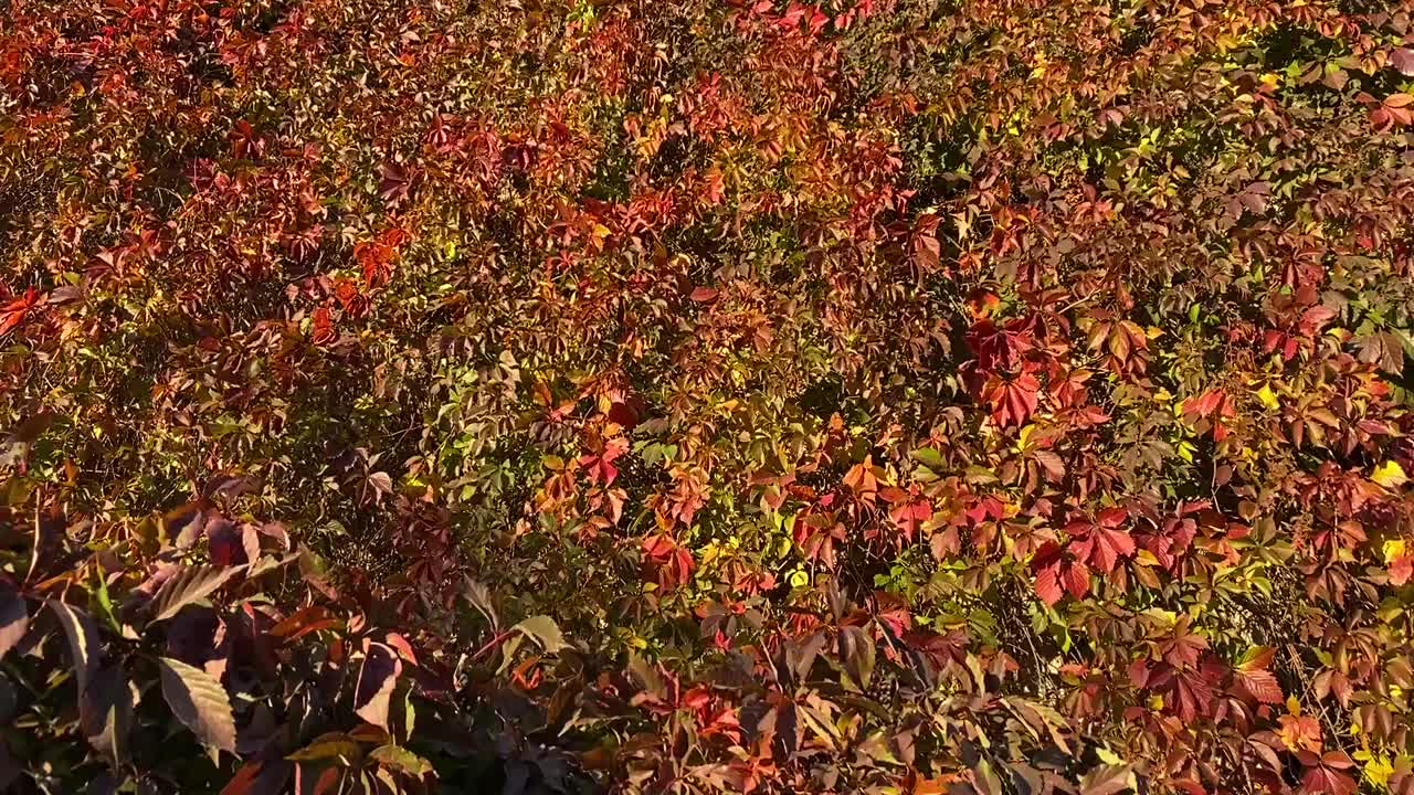 花园里的秋叶。鲜红橙绿的葡萄叶。风景优美的波士顿常春藤植物。视频素材