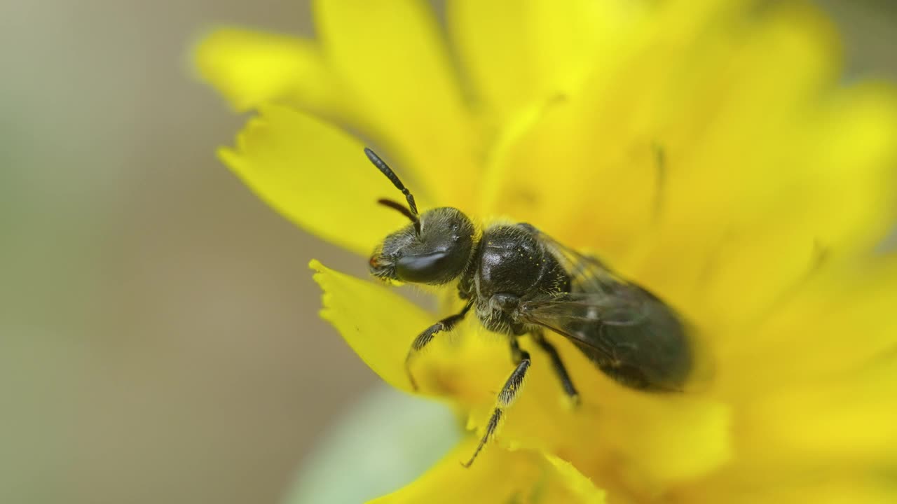 野蜂视频素材